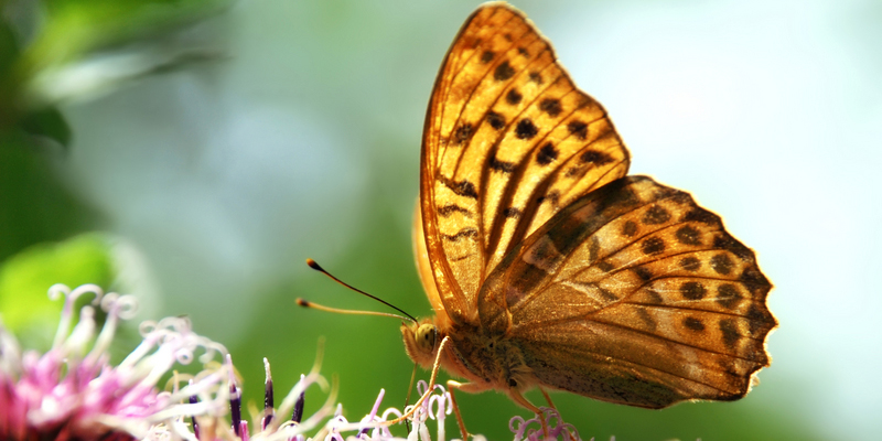 Starte jetzt mit deinem Seminar ThetaHealing Tiere Practitioner Schmetterling - ThetaHealing Seminar Tiere Practitioner